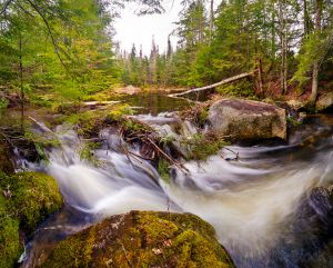 05  CW737-Beaver-dam-and-lodge-on-Bicknell-Brook.jpg
